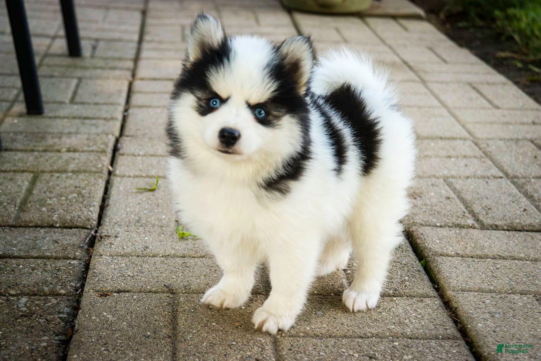 Pomsky dogs for sale: Flare - Image 14