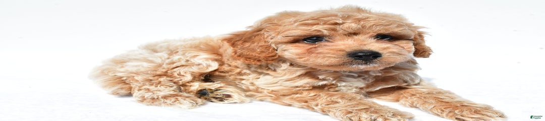 Rusty