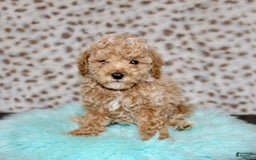 Miniature Poodle dogs for sale: Cedar - Image 3