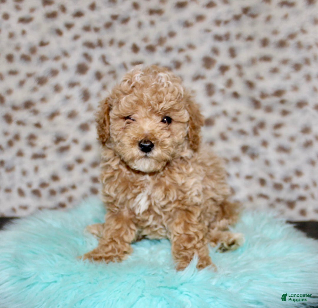 Miniature Poodle dogs for sale: Cedar - Image 3