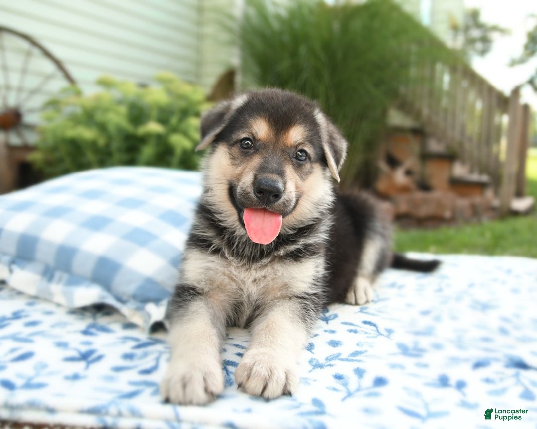 German Shepherd dogs for sale: Valley - Image 1
