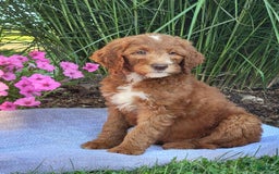 Goldendoodle dogs for sale: Ricky - Image 1