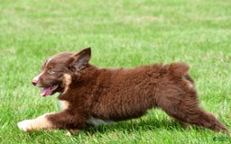Australian Shepherd dogs for sale: Jax - Image 2