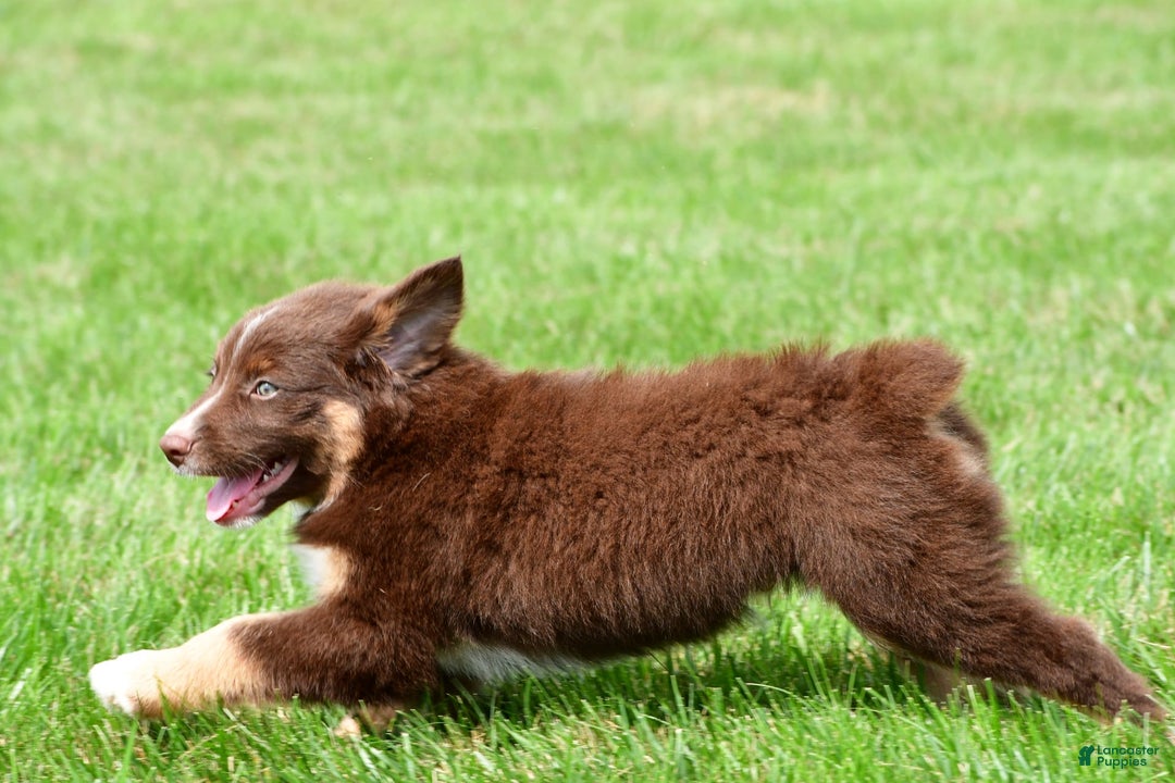Australian Shepherd dogs for sale: Jax - Image 2
