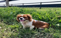 Cavalier King Charles Spaniel dogs for sale: Sonny - Image 5