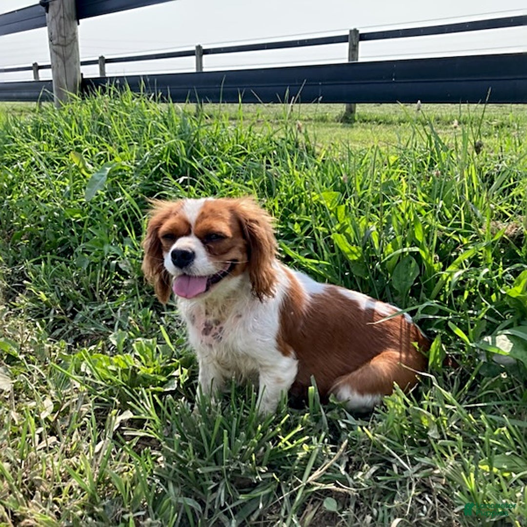 Cavalier King Charles Spaniel dogs for sale: Sonny - Image 5