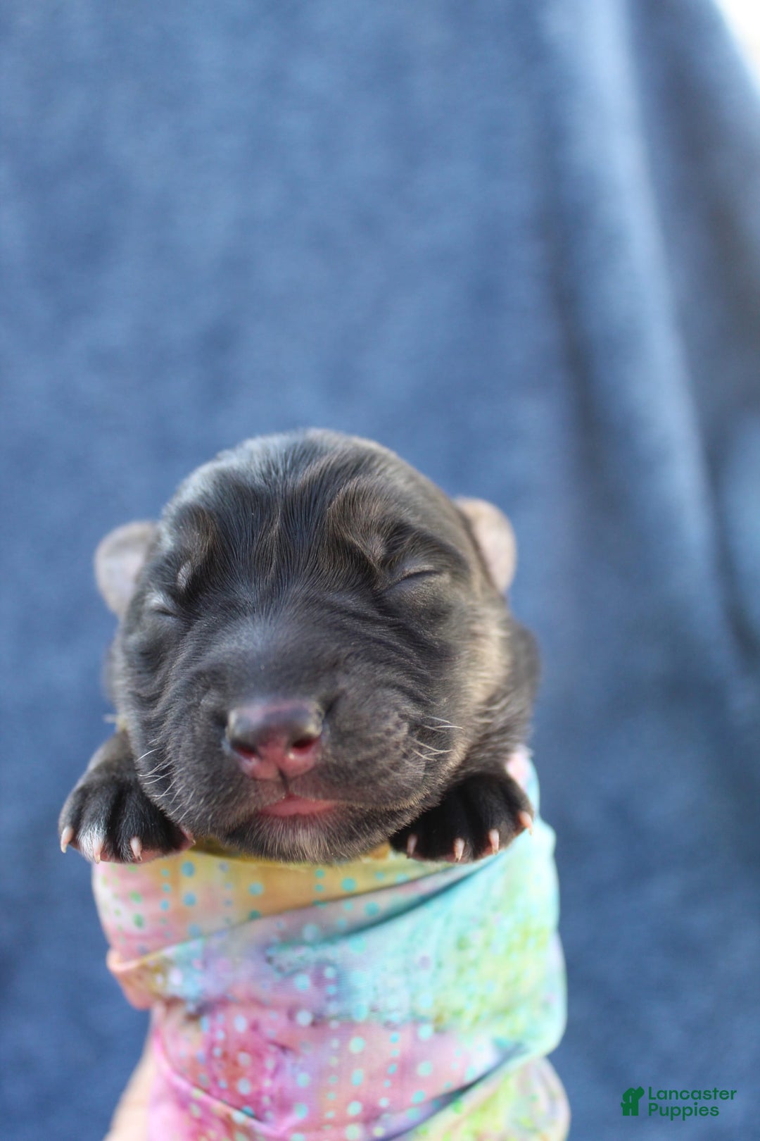 Gerberian Shepsky dogs for sale: Gerberian Shepsky 2 puppies - Image 10