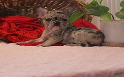 French Bulldog dogs for sale: French Bulldog 3 puppies - Image 8