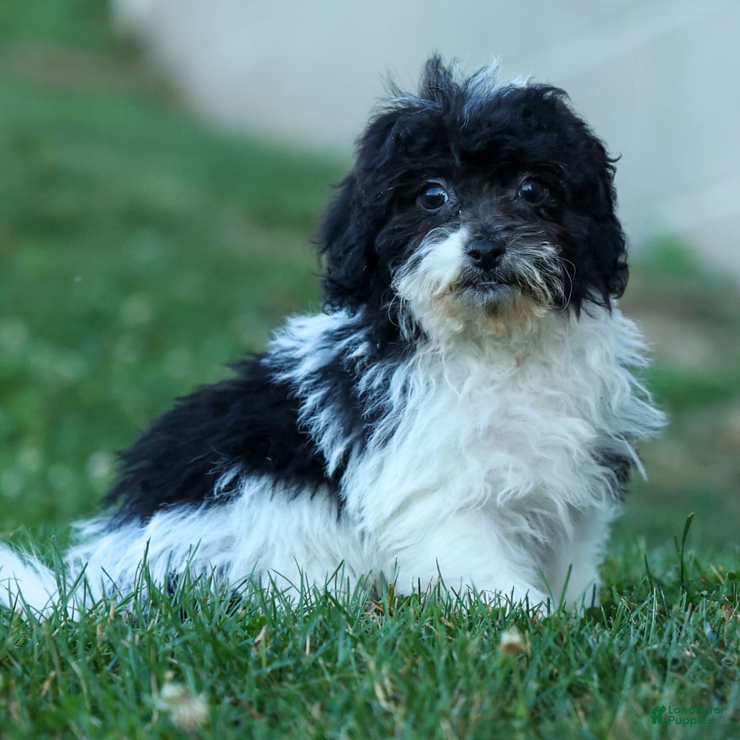 Bichpoo dogs for sale: Barney - Image 3