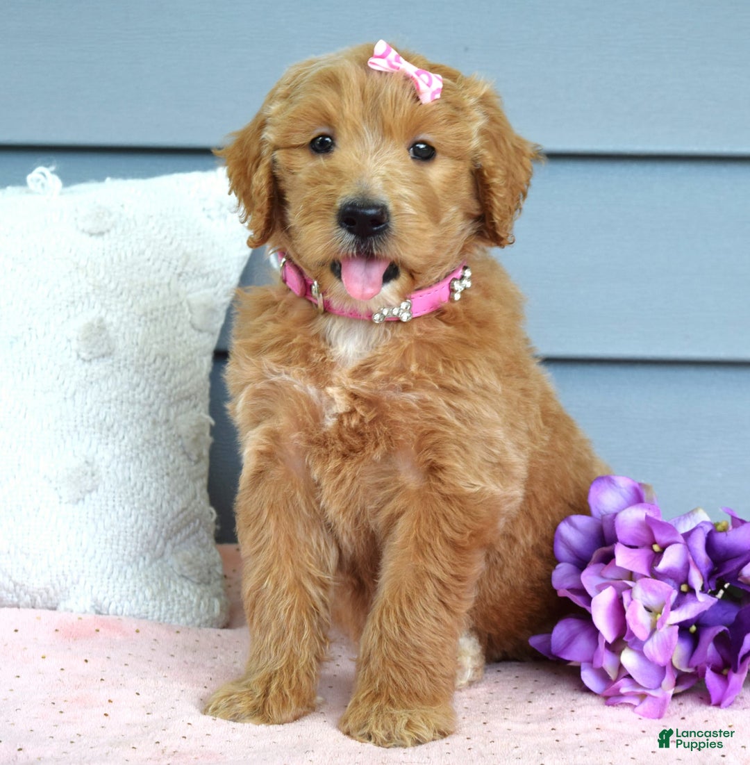 Goldendoodle dogs for sale: Chanel - Image 3