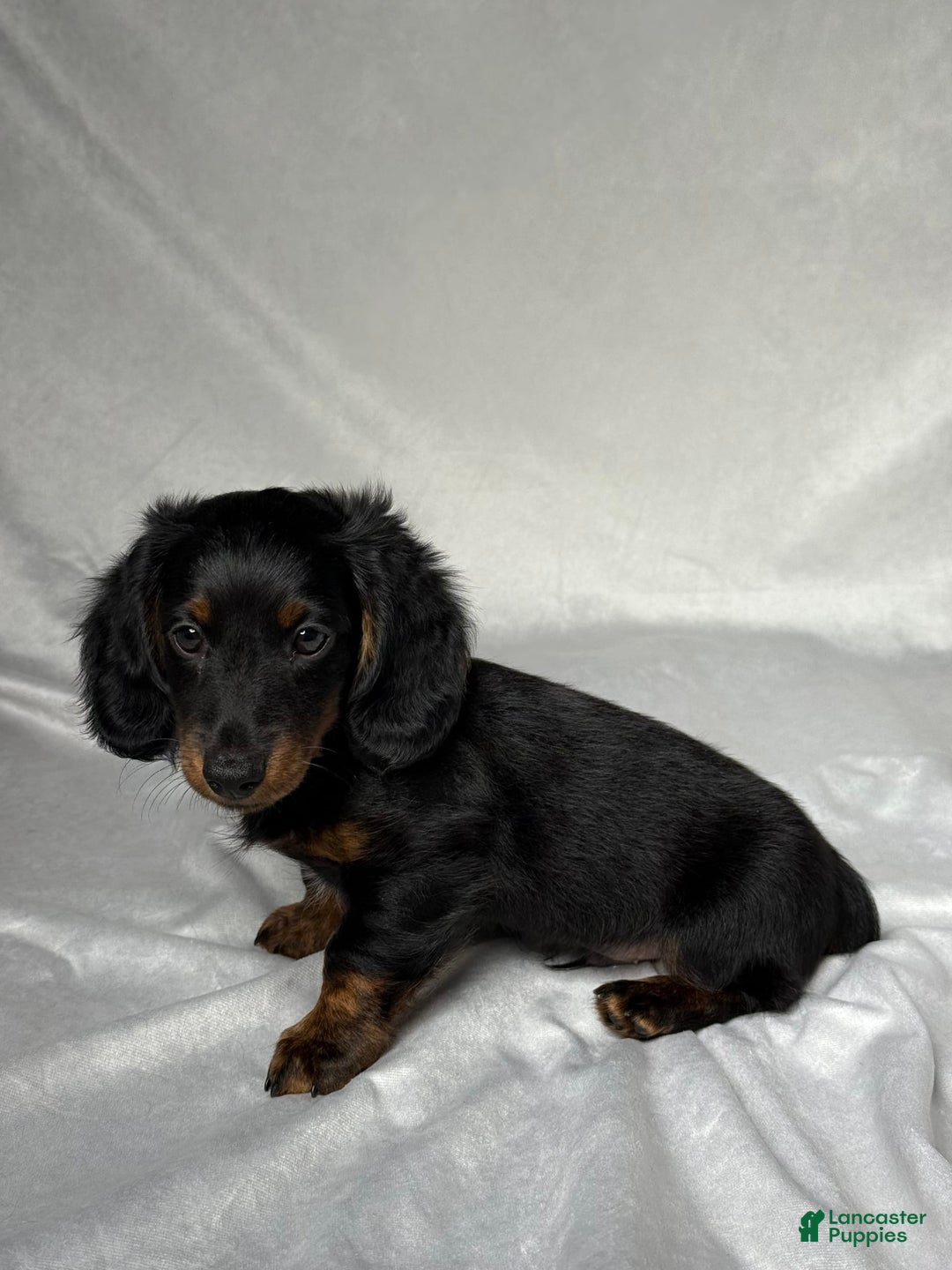 Miniature Dachshund dogs for sale: Cole - Image 5