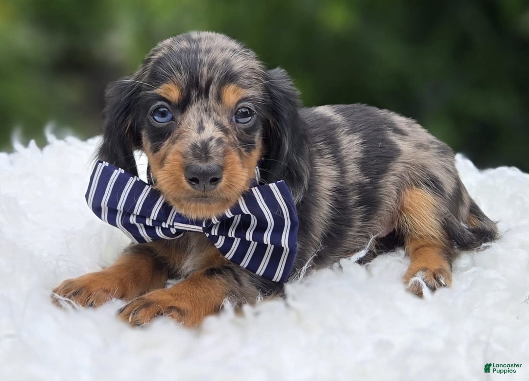 Miniature Dachshund dogs for sale: Albert - Image 17