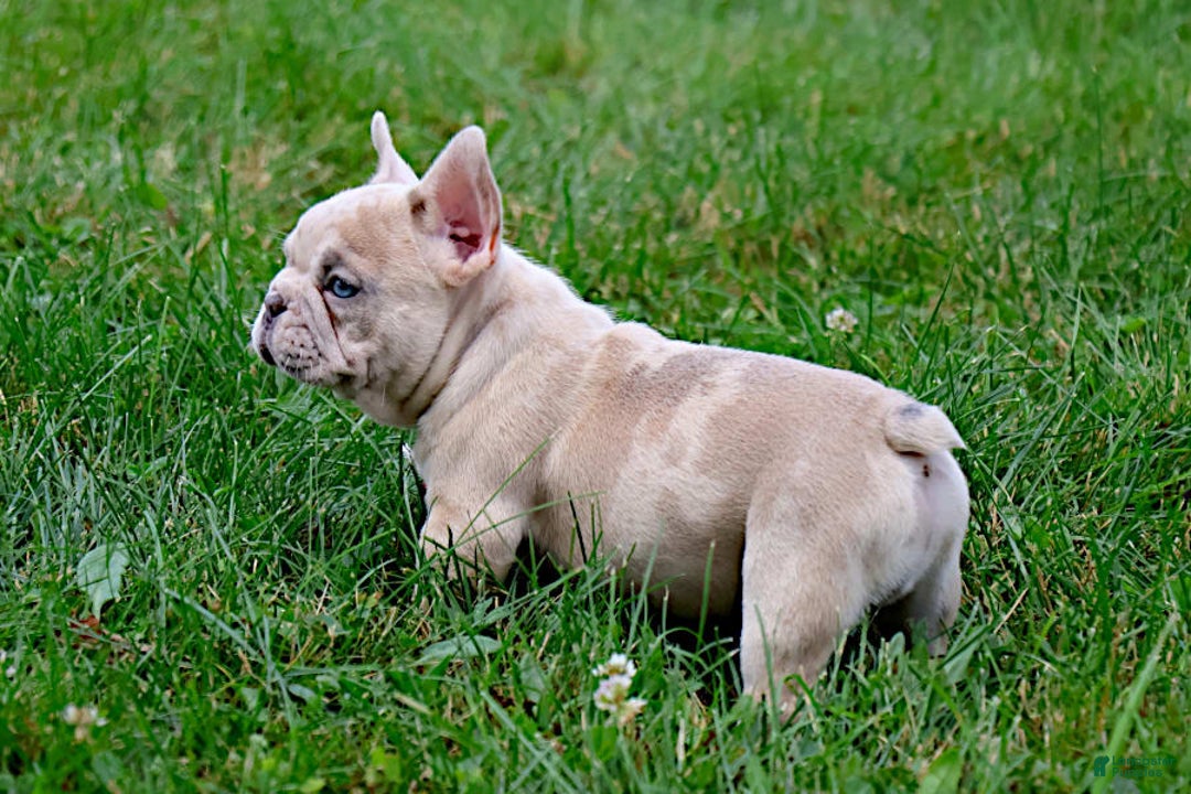 French Bulldog dogs for sale: Aragon - Image 8