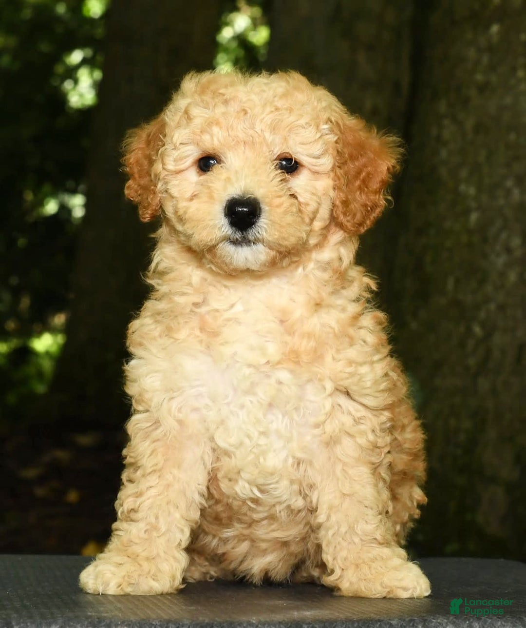 Mini Goldendoodle dogs for sale: Lilly - Image 6