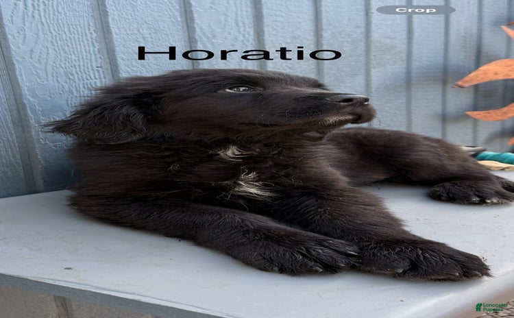 Newfoundland dogs for sale - Ad 3