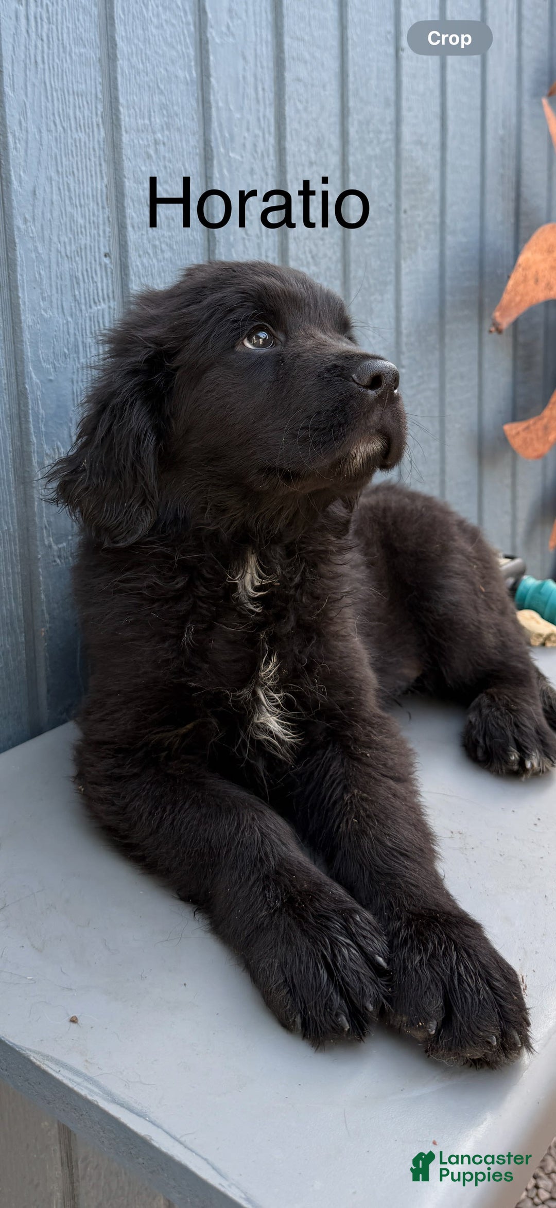 Newfoundland dogs for sale: Horatio - Image 1