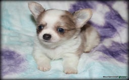 Chihuahua dogs for sale: Longhair Cortez - Image 5