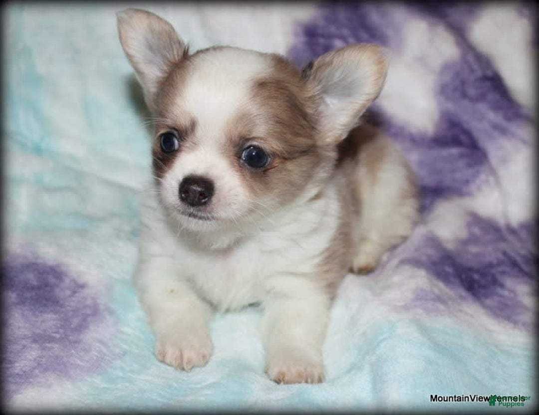 Chihuahua dogs for sale: Longhair Cortez - Image 5