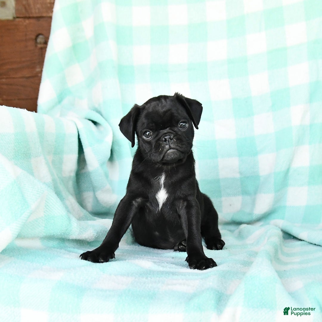 Pug dogs for sale: Knight - Image 6