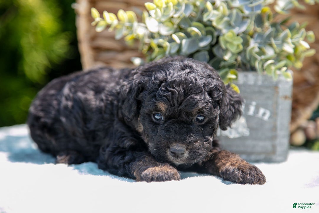 Mini Bernedoodle dogs for sale: Kiki - Image 4