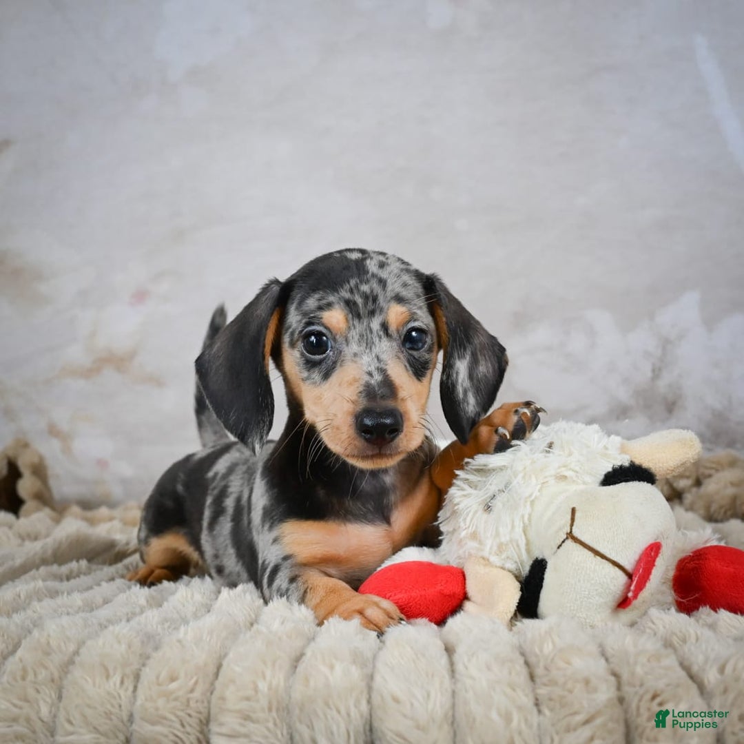 Miniature Dachshund dogs for sale: Ryder - Image 7