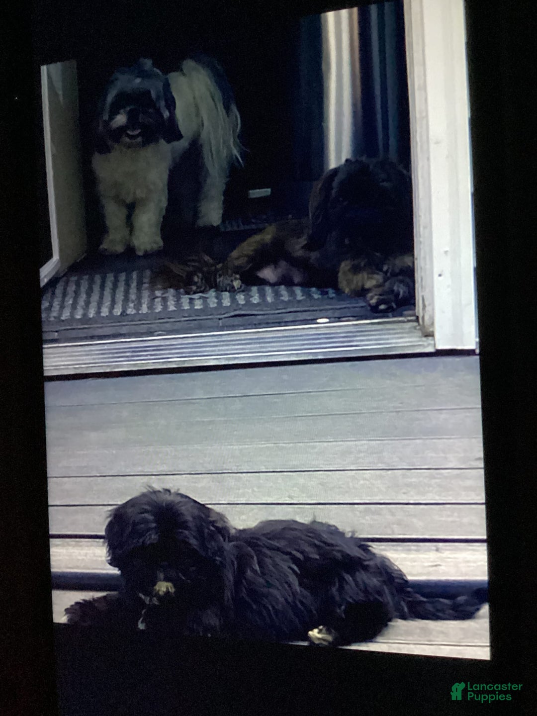 Shih Tzu dogs for sale: Roxie - Image 4