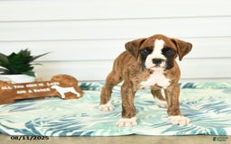 Boxer dogs for sale: Henry - Image 2