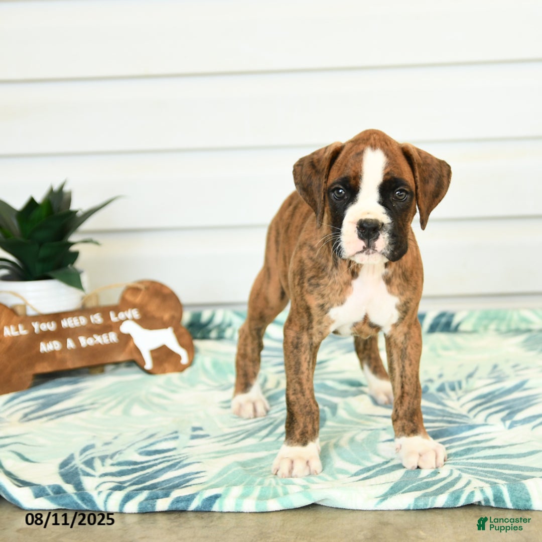 Boxer dogs for sale: Henry - Image 2