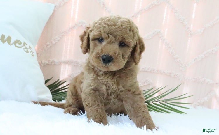 Mini Goldendoodle dogs for sale - Ad 3