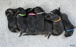 German Shepherd dogs for sale: Boy - Image 11