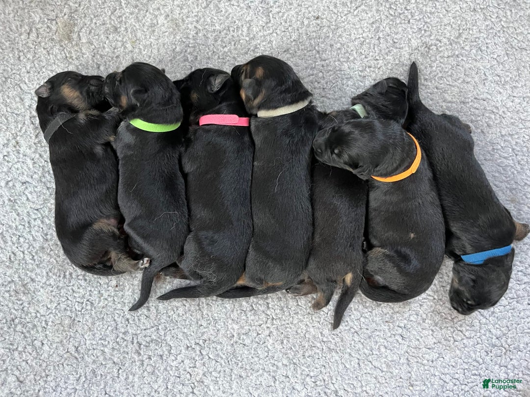 German Shepherd dogs for sale: Boy - Image 11