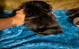 Shih Tzu dogs for sale: Tiny Jetta - Image 2
