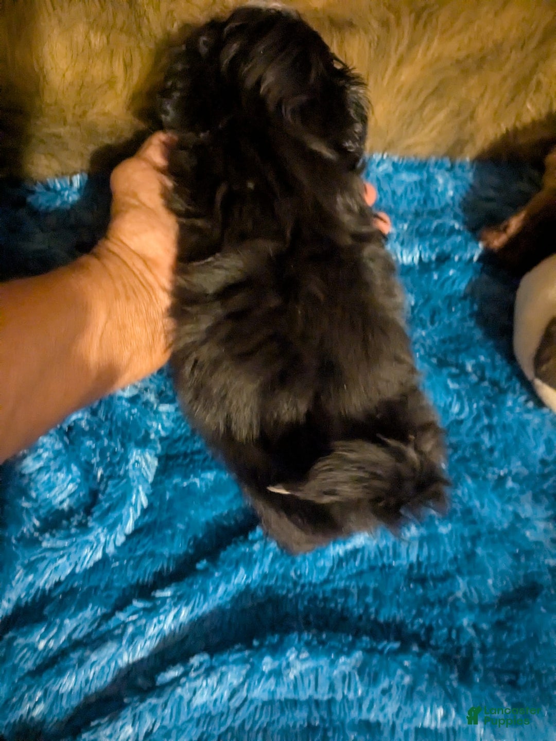 Shih Tzu dogs for sale: Tiny Jetta - Image 2