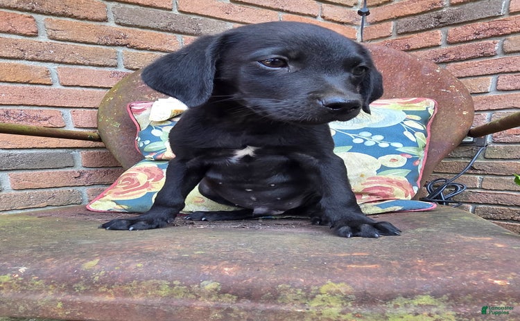 Labrador Retriever dogs for sale - Ad 2