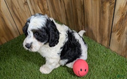 Cavapoo dogs for sale: Missy Girl 2 - Image 10