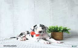Great Dane dogs for sale: Quinn - Image 4