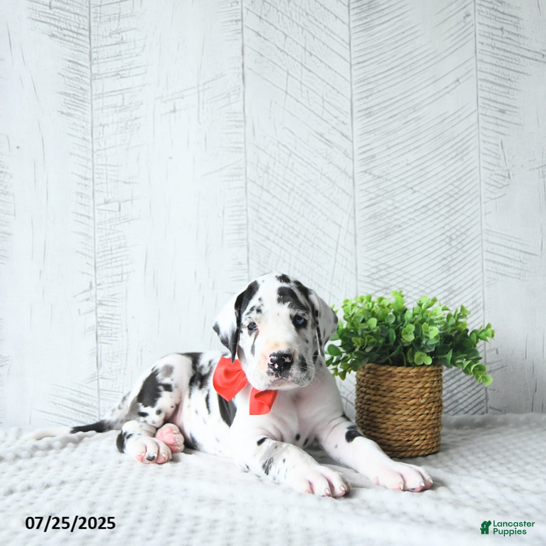 Great Dane dogs for sale: Quinn - Image 4