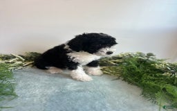 Mini Bernedoodle dogs for sale: Jasper - Image 6