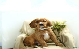 Miniature Golden Retriever dogs for sale: Bubbles - Image 1