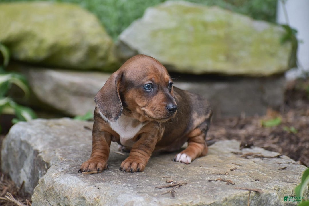 Dachshund dogs for sale: Wrenna - Image 11