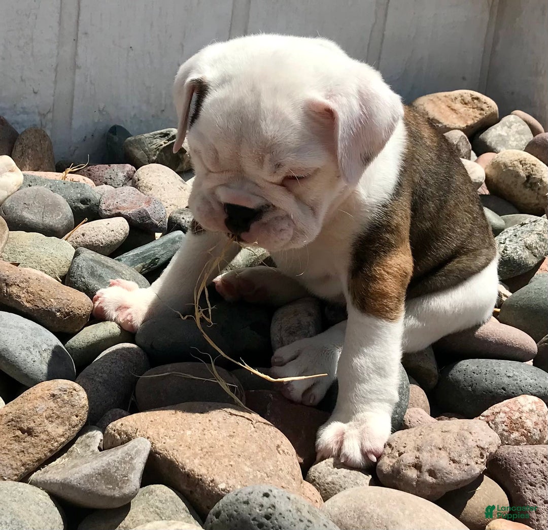 Olde English Bulldogge dogs for sale: Tulip - Image 4