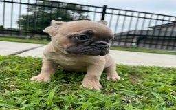 French Bulldog dogs for sale: Ellie - Image 3