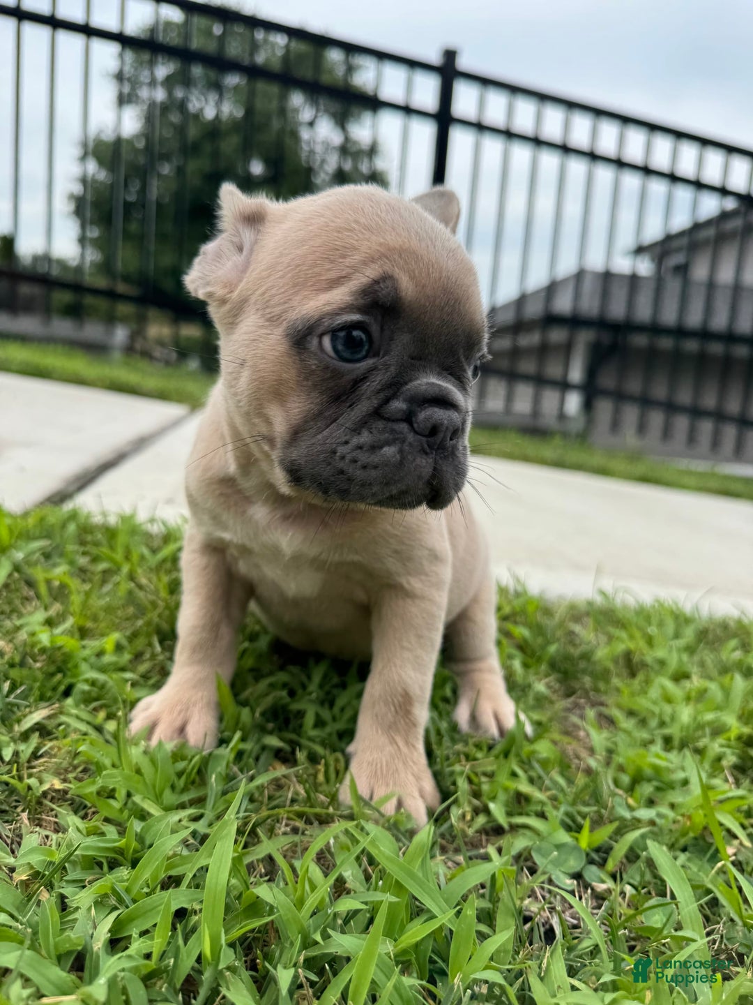 French Bulldog dogs for sale: Ellie - Image 3