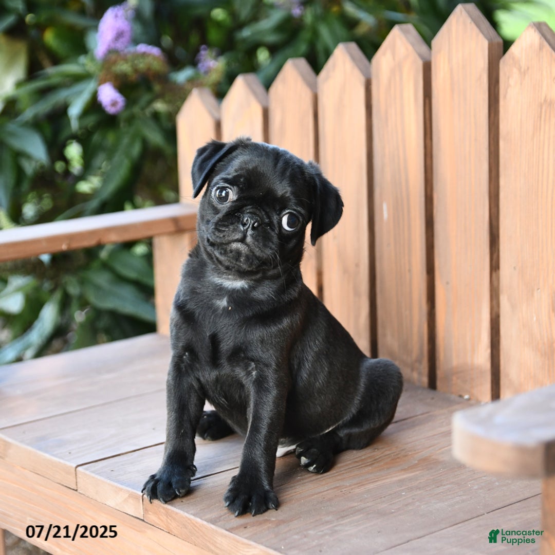Pug dogs for sale: Mars - Image 3