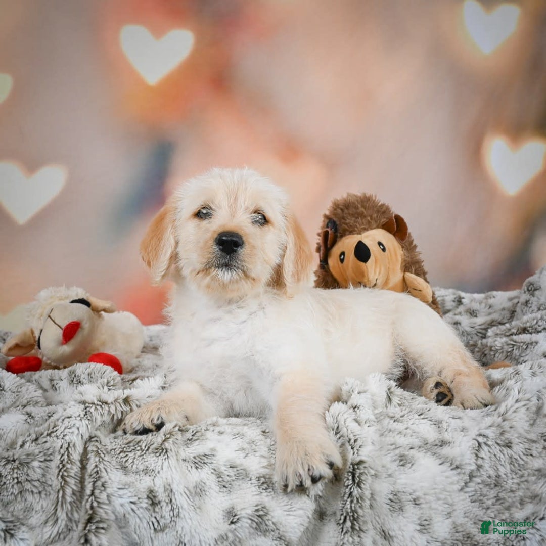 Goldendoodle dogs for sale: Ruby - Image 3