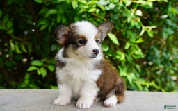 American Corgi dogs for sale: Rusty - Image 3