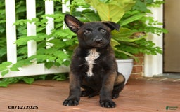 Belgian Malinois dogs for sale: Thai - Image 2