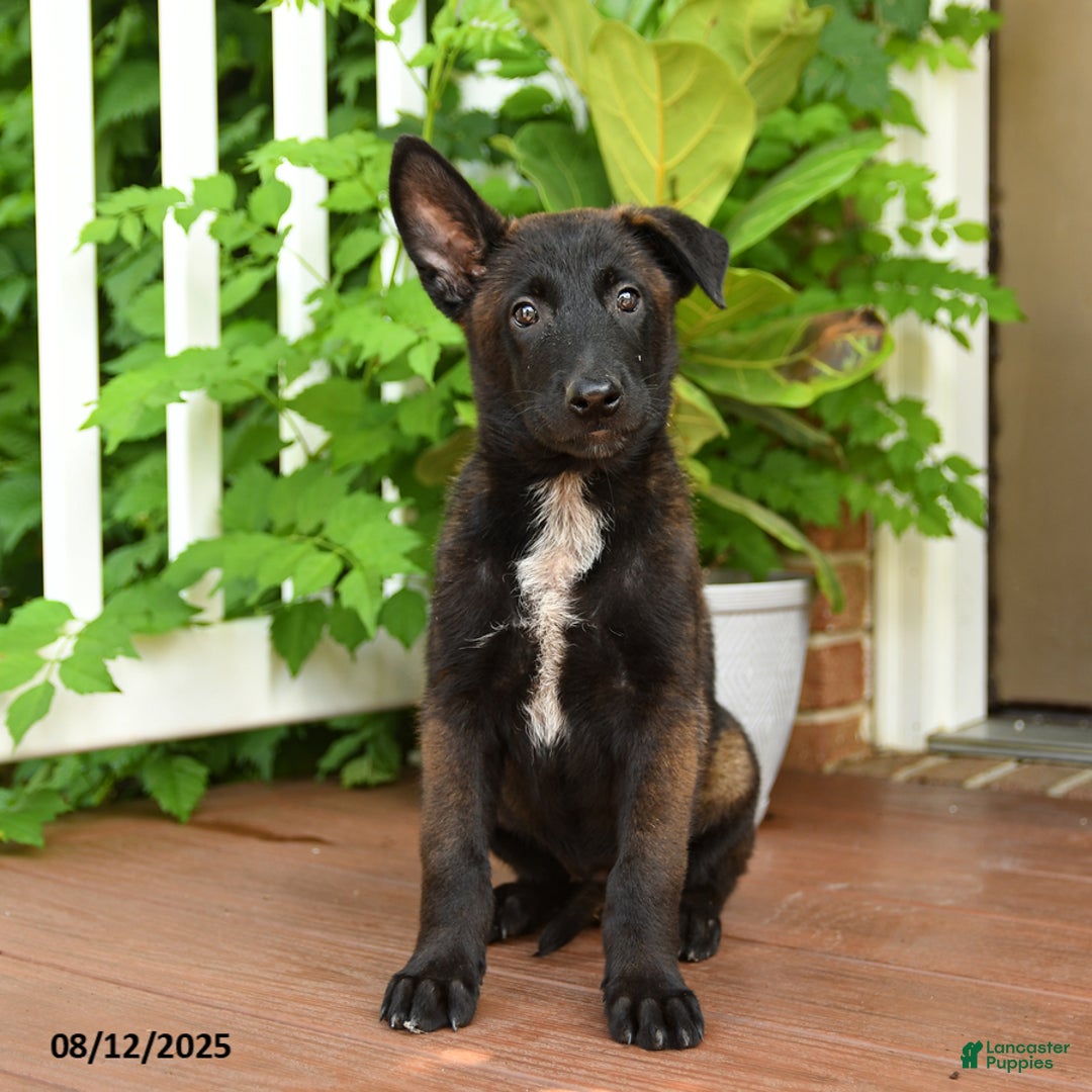 Belgian Malinois dogs for sale: Thai - Image 2