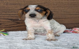 Beagle dogs for sale: Lexi - Image 8