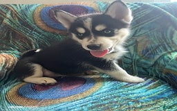 Pomsky dogs for sale: Riley - Image 3